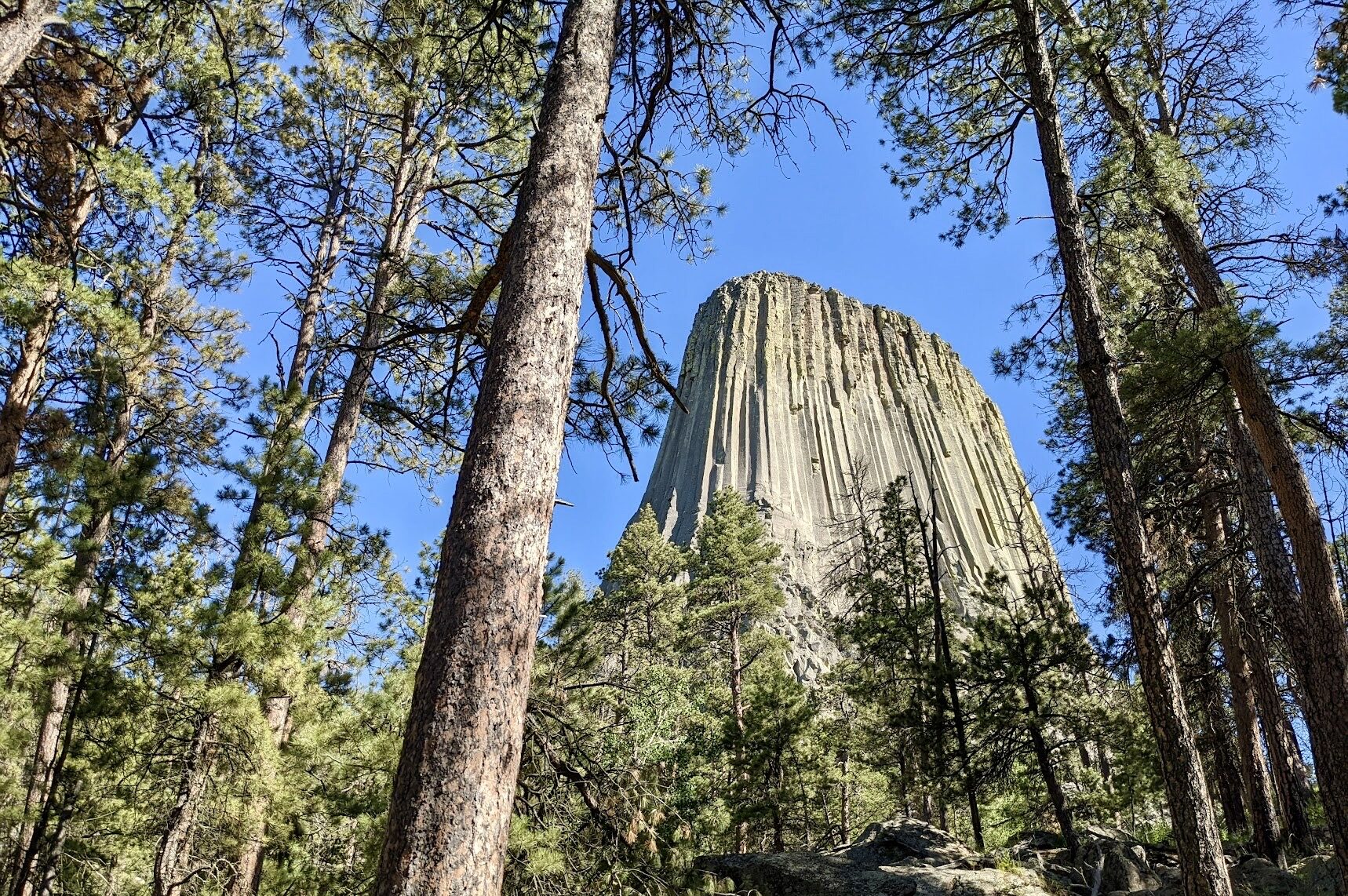 are dogs allowed at devils tower