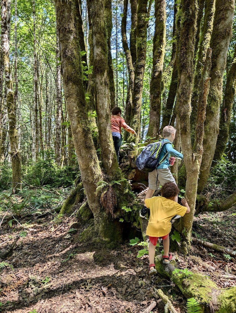 Harstine Island State Park kids playing in big leaf maple tree