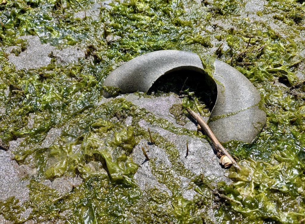 moon snail egg collar south Salish Sea