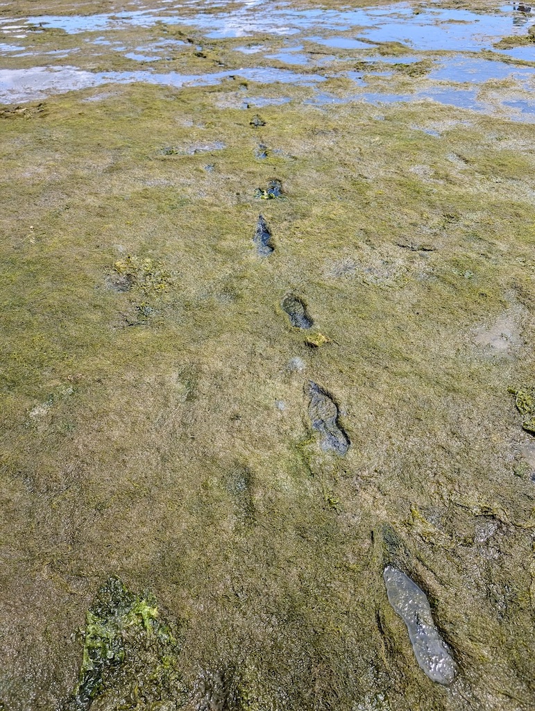 footprints in algae covered tide flats south Puget Sound Washington State