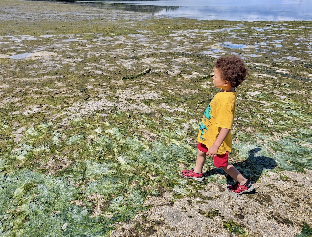 kid walking across the tide flats at low tide Puget Sound Washington