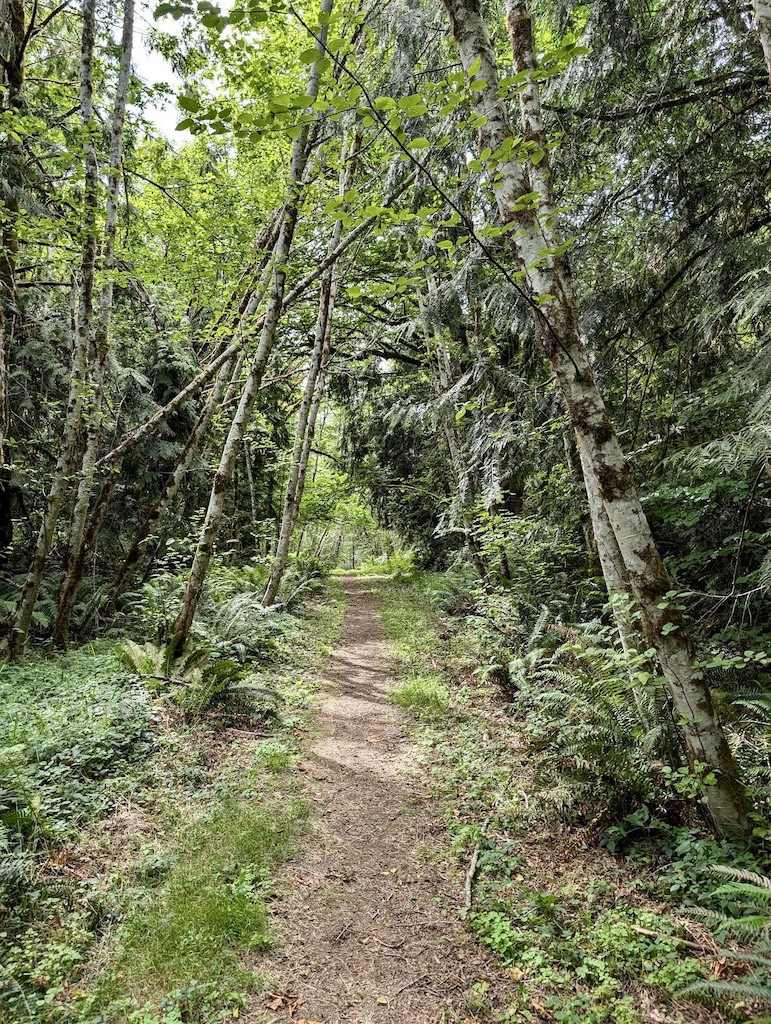 Harstine Island trail with alder trees