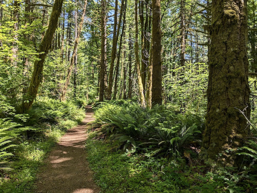 Tillamook State Forest trail to Wilson Falls 