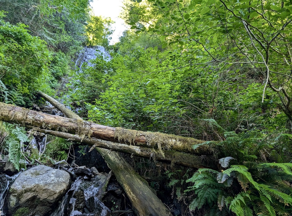 Wilson Falls on the Wilson River Trail Tillamook State Forest Oregon