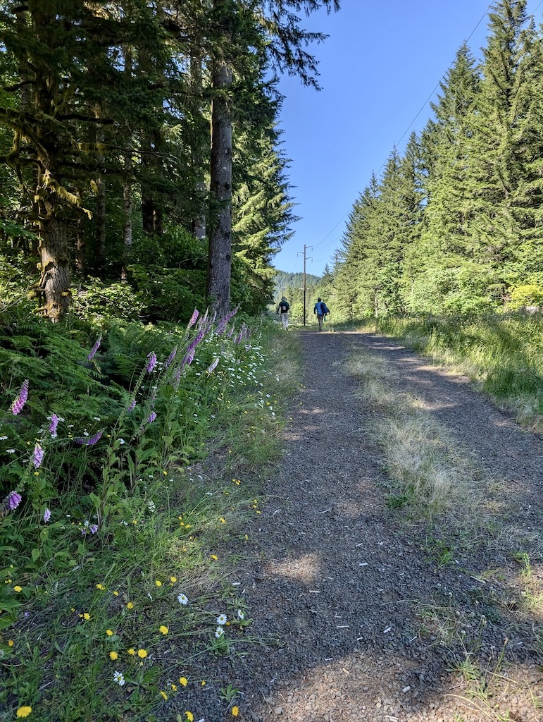 service road Tillamook State Forest Oregon