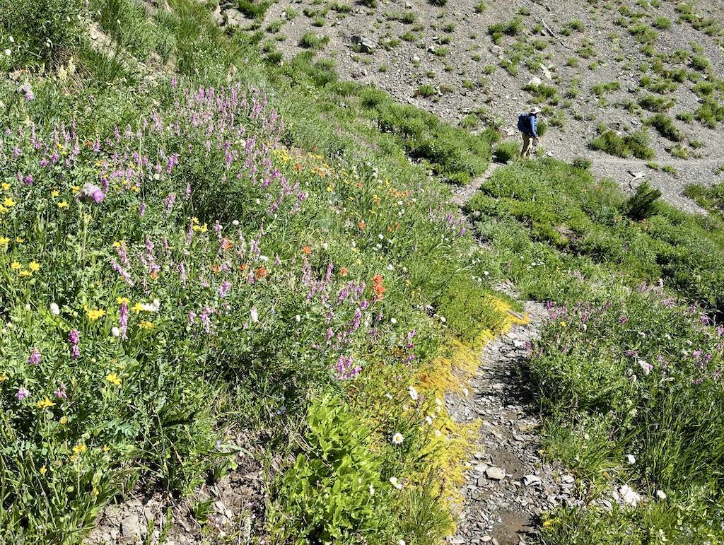 Badger Valley trail Grand Valley Loop Hike with wildflowers